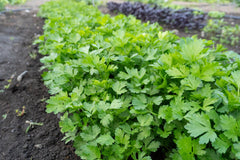 Laica Organic