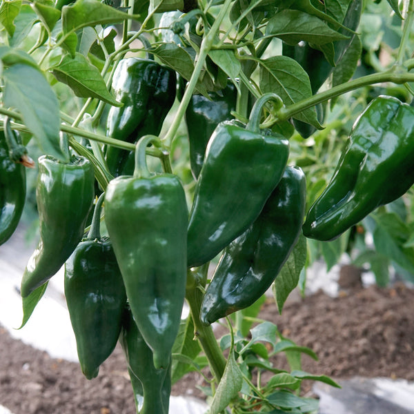 Ancho Poblano Pepper