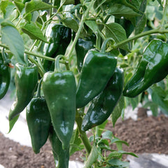 Ancho Poblano Pepper