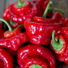 Red Mushroom Pepper