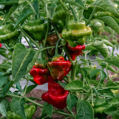 Red Mushroom Pepper