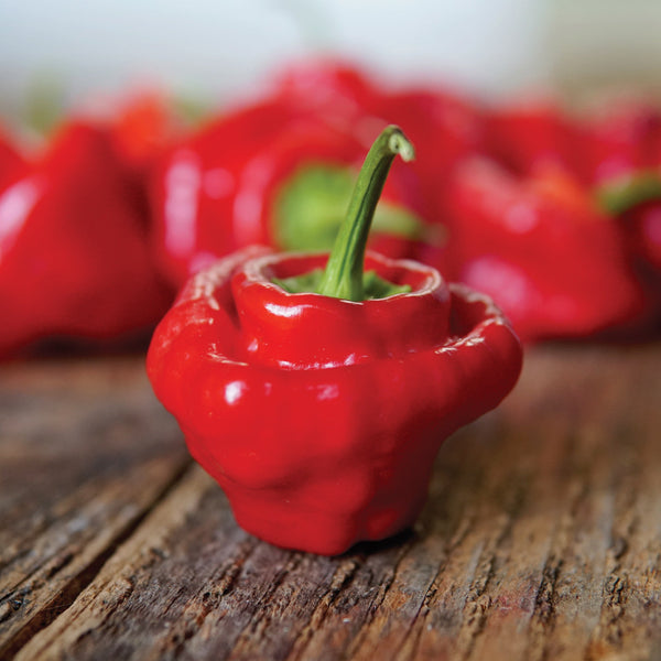 Red Mushroom Pepper