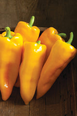 Escamillo F1 Organic