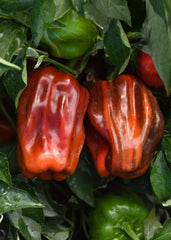 Candy Cane Chocolate Cherry F1