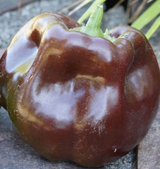 Chocolate Beauty