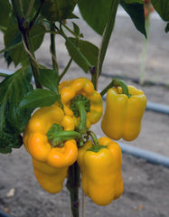 Flavorburst F1