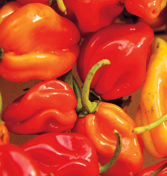 Habanero