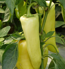 Hungarian Hot Wax