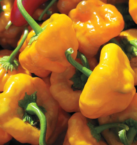 Scotch Bonnet