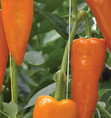 Oranos F1 Organic