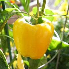Brocanto Pepper