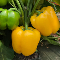 Brocanto Pepper