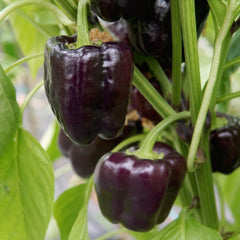 Dragonfly Pepper