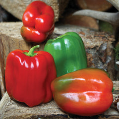 Wonder Bell Pepper