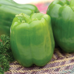 California Wonder 300 Pepper