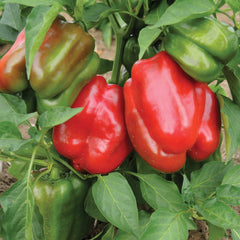 Staddon's Select Pepper
