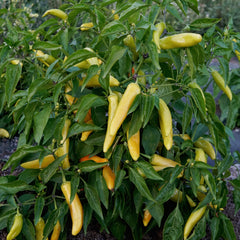 Buda Hot Wax Pepper