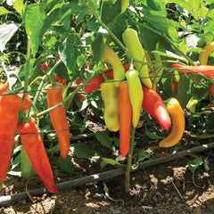 Buda Hot Wax Pepper