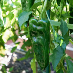Trident Pepper