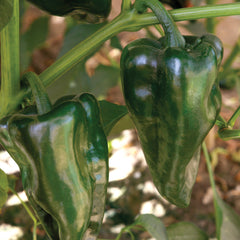 Trident Pepper