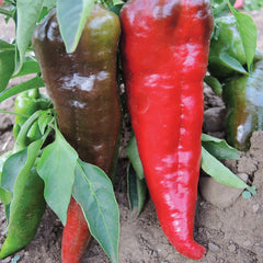 Italian Sweet Pepper