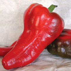 Italian Sweet Pepper