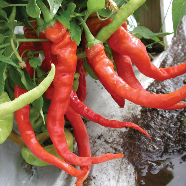 Italian Pepperoncini Pepper