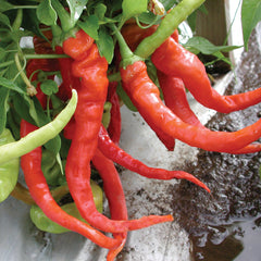 Italian Pepperoncini Pepper