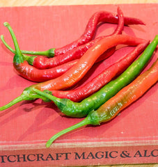 Witch Stick F1