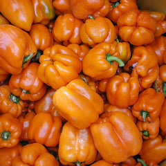 Gourmet Pepper