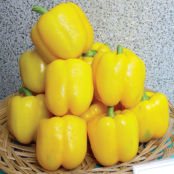 Golden Star Pepper