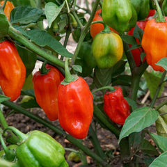 Primero Red Pepper