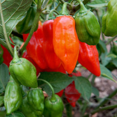 Primero Red Pepper