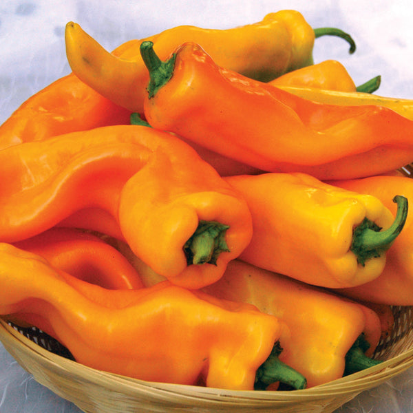 Gatherer's Gold Sweet Italian Pepper