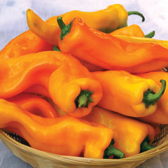 Gatherer's Gold Sweet Italian Pepper