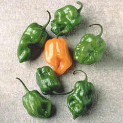 Habanero Pepper