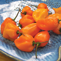 Habanero Pepper