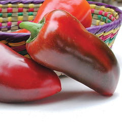 Pizza Pepper