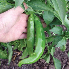 Anaheim College 64 Pepper