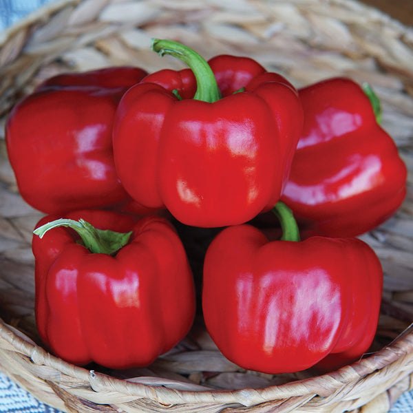 Double Up Pepper