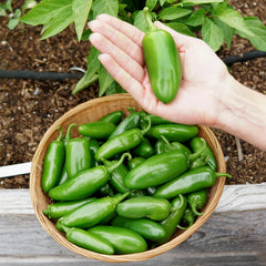 La Bomba II Pepper