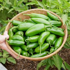 La Bomba II Pepper