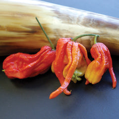 Ghost (Bhut Jolokia) Pepper