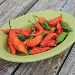 Ghost (Bhut Jolokia) Pepper