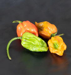 Trinidad Moruga Scorpion