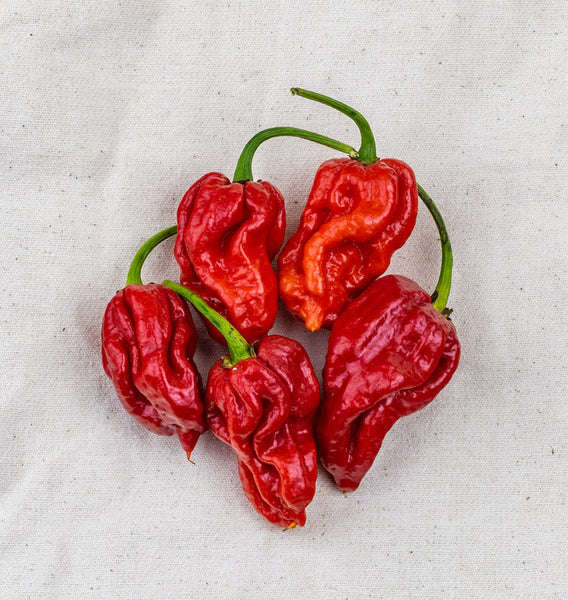 Trinidad Moruga Scorpion