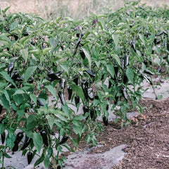 Purple Jalapeño Pepper