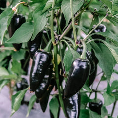 Purple Jalapeño Pepper