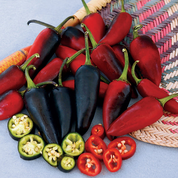 Purple Jalapeño Pepper