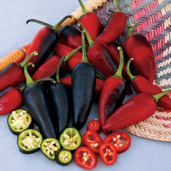 Purple Jalapeño Pepper